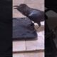 Drowning crow was luckily saved by woman #crow #rescuecrow #shorts