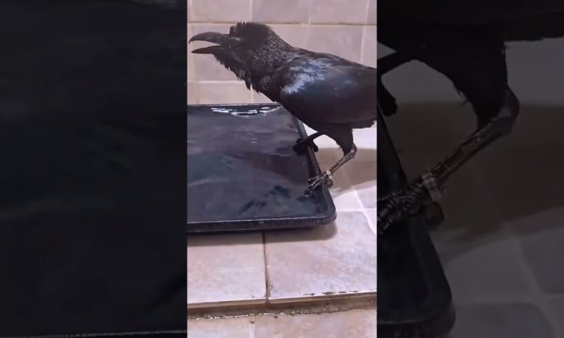 Drowning crow was luckily saved by woman #crow #rescuecrow #shorts