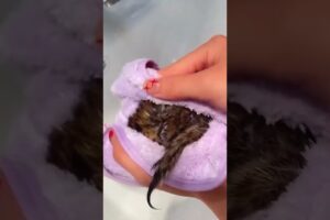 Drowning squirrel was luckily saved #squirrel #rescuesquirrel #short