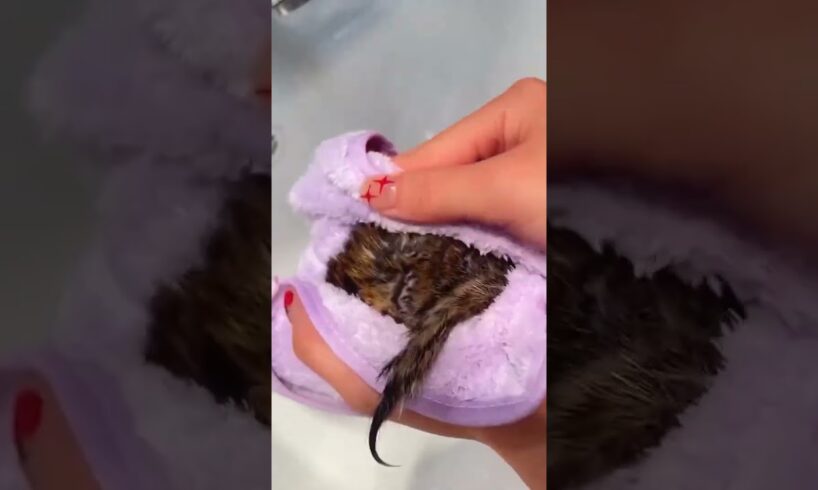 Drowning squirrel was luckily saved #squirrel #rescuesquirrel #short