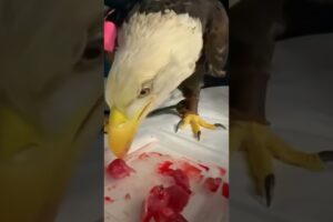 Eagle attacked by crocodile was luckily rescued #rescueeagle #eagle #shorts