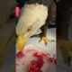 Eagle attacked by crocodile was luckily rescued #rescueeagle #eagle #shorts