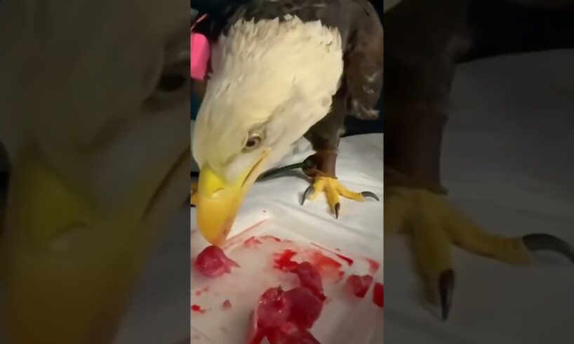 Eagle attacked by crocodile was luckily rescued #rescueeagle #eagle #shorts