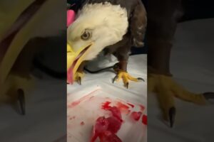 Eagle fell into mud and was rescued by a man #eagle #rescueeagle #short