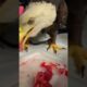 Eagle fell into mud and was rescued by a man #eagle #rescueeagle #short