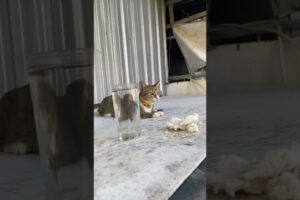 Eat rice with fish 🥰 #cat 🐟 #animals #playing #cute #funny