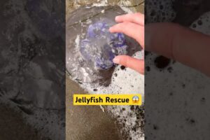 Eating Sea Foam & Rescuing Jellyfish! #animals #nature #shorts