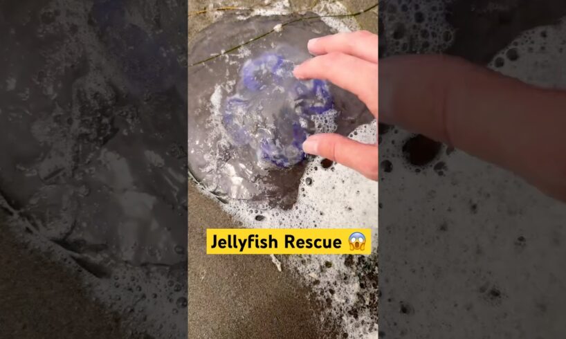 Eating Sea Foam & Rescuing Jellyfish! #animals #nature #shorts