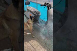 Electric vehicle catches fire, brave dog cleverly puts out the fire.