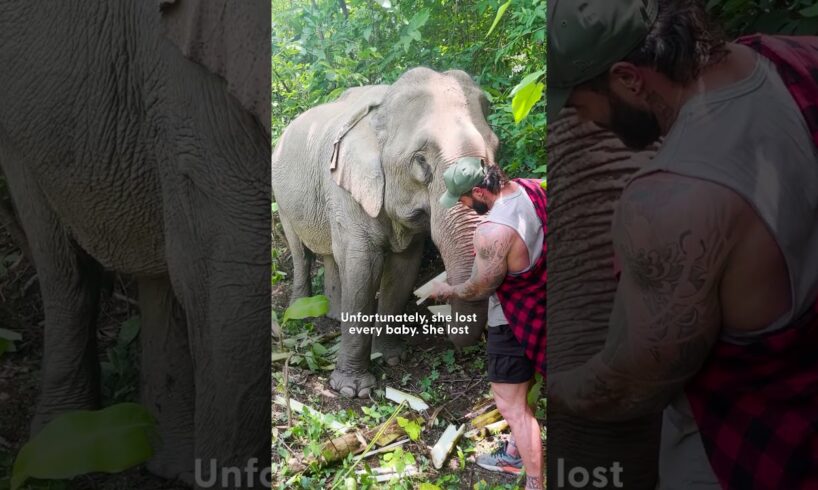 Elephant Walks Free After 41 Years In Chains | The Dodo