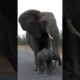 Elephant mother protects her baby from strangers 🥺