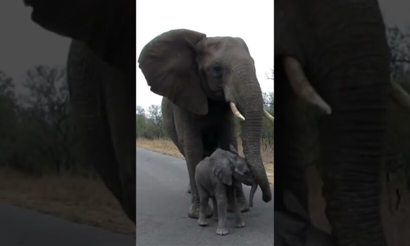 Elephant mother protects her baby from strangers 🥺