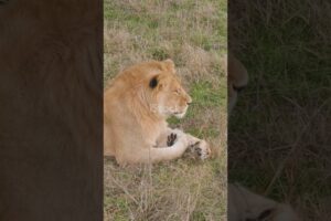 Epic Animal Fights  Lion Attack POV!  #animals #naturebattles #wildlife #survivalofthefittest