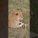 Epic Animal Fights  Lion Attack POV!  #animals #naturebattles #wildlife #survivalofthefittest