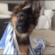 FUNNIEST Viral Dogs EVER!!