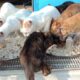 Feeding Homeless Cats, Kittens, and Puppies: A Heartwarming Journey | Animal Rescue Videos