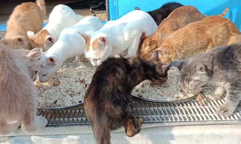 Feeding Homeless Cats, Kittens, and Puppies: A Heartwarming Journey | Animal Rescue Videos