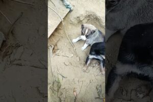 Five cute puppies in my home 🥰🥰