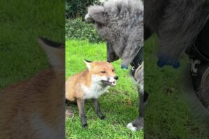 Fox and Wolf make friends  *cutest*