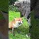 Fox and Wolf make friends  *cutest*