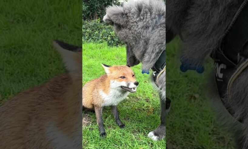 Fox and Wolf make friends  *cutest*