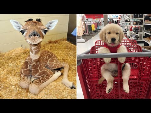 Funniest Animals 2024 😂 Best Funny Cats and Dogs 😻🐶 Part 34 | Cute Baby Dogs