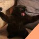 Funniest Animals 😄 New Funny Cats and Dogs Videos 😹🐶 - Ep.18