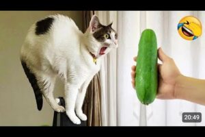 Funniest Animals On The Internet part 7 😛😝  Funny Cats Videos