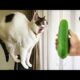 Funniest Animals On The Internet part 7 😛😝  Funny Cats Videos