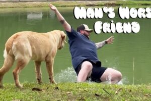 Funny Dog Fails | Golden Retrievers, Pitbulls, and German Shepherds