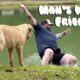 Funny Dog Fails | Golden Retrievers, Pitbulls, and German Shepherds