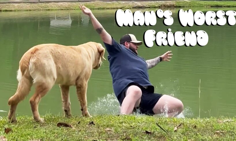 Funny Dog Fails | Golden Retrievers, Pitbulls, and German Shepherds