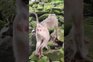 Funny baby-Monkey play with me🐒💐PO5 #shorts #animals #viral #shortsvideo #youtubeshorts #monkeys