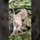 Funny baby-Monkey play with me🐒💐PO5 #shorts #animals #viral #shortsvideo #youtubeshorts #monkeys