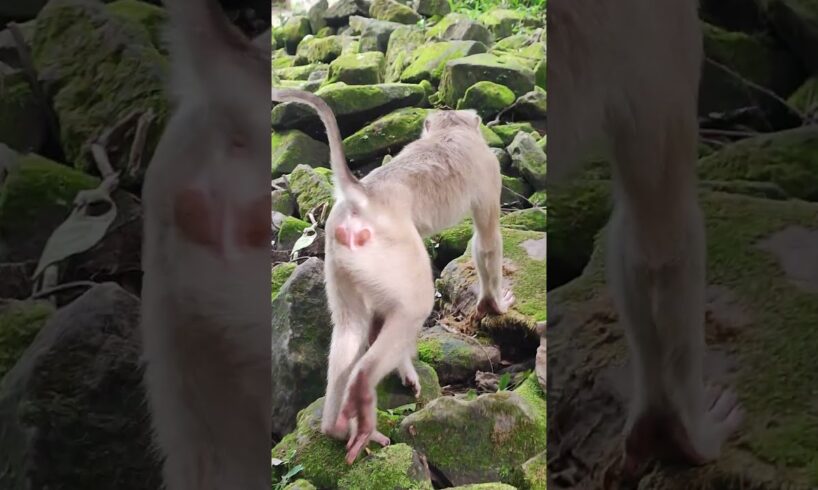 Funny baby-Monkey play with me🐒💐PO5 #shorts #animals #viral #shortsvideo #youtubeshorts #monkeys