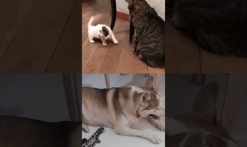 Funny dog and cat playing #cat #funny #animals #catlover #funnycats #funnycute #funnymoment #cute