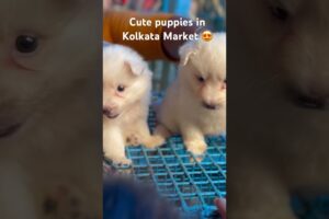 Galiff Street pet Market | #galiffstreet #kolkata #cute #puppies #subscribe #sale#like #dakshineswar