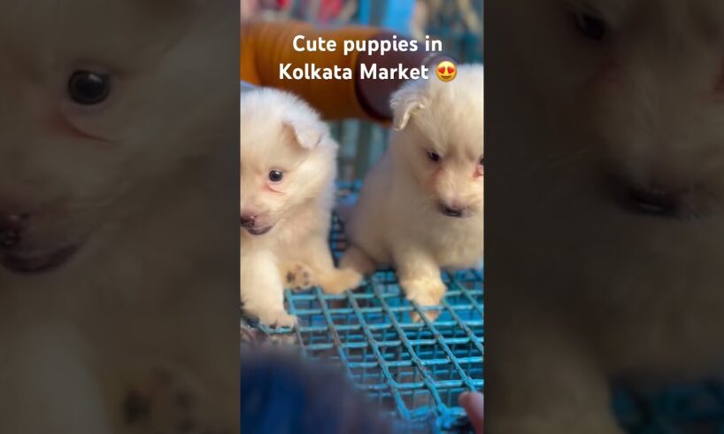 Galiff Street pet Market | #galiffstreet #kolkata #cute #puppies #subscribe #sale#like #dakshineswar