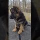 Germany Shepherd Puppy Starts Learning...