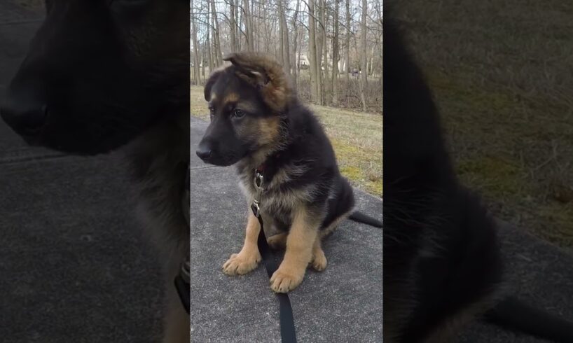 Germany Shepherd Puppy Starts Learning...