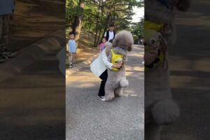 Giant Poodle Afraid of Little Teddy😂😂😂#funnydogs #shorts