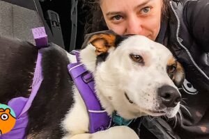 Girl Saves “Aggressive” Dog. She’s The Biggest Cuddle Bug Now | Cuddle Buddies