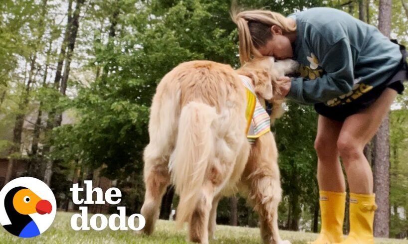 Golden Retriever Rescued After Living Outside For 8 Years | The Dodo