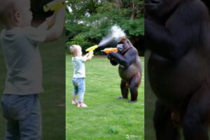 Gorillas and babies play with water guns. #cute #gorilla #animals #baby #shorts #funny