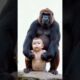 Gorillas playing with babies #cute #lovely #animals #baby #gorilla #cutebaby #sharingkindness