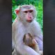 Great Mother Carefully Taking Care Her Baby Sleep Peacefully | Cute Baby Monkey Life #cutemonkey