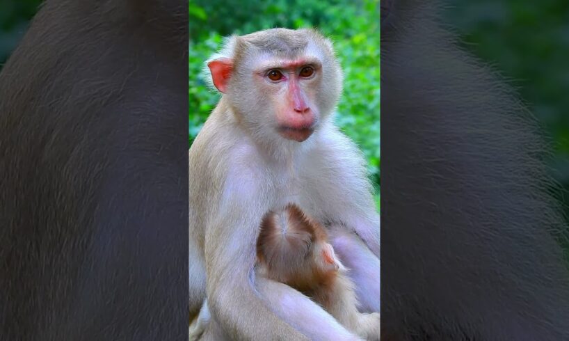 Great Mother Carefully Taking Care Her Baby Sleep Peacefully | Cute Baby Monkey Life #cutemonkey