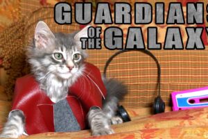 Guardians of the Galaxy (Cute Kitten Version)