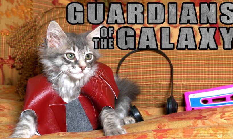 Guardians of the Galaxy (Cute Kitten Version)