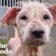 Hairless Street Dog Transforms Into Fluffiest Teddy Bear | The Dodo